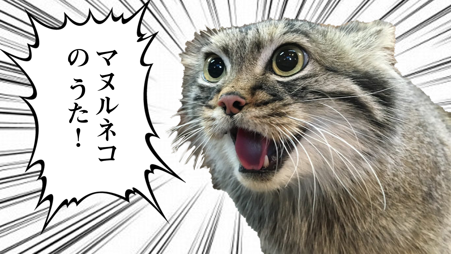 Pallas’s cat song